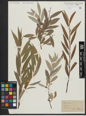 Foto von Salix alba L.